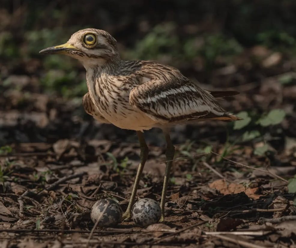 Wildlife at Mogarkasa